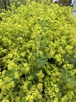alchemilla mollis