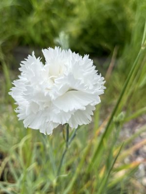 dianthus grenadin white