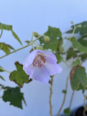 Abutilon vitifolium