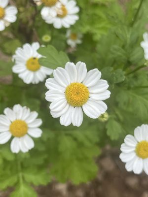 feverfew