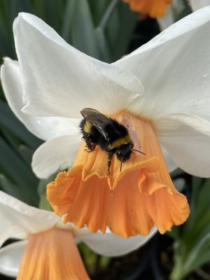 Narcissus chromacolor large-flowered spring bulb with strong pink-orange cup and white petals, perfect for vibrant borders.