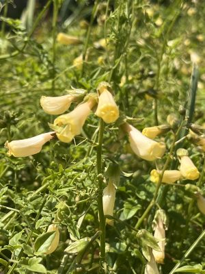 Eccremocarpus scaber yellow form with bright tubular blooms, ideal wall-climbing plant for vibrant summer vertical displays.