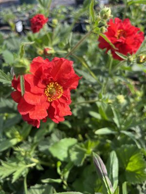 Geum blazing sunset
