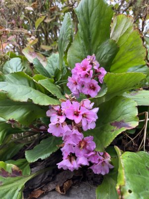 Bergenia cordifolia with pink blooms and glossy foliage, hardy evergreen plants for year-round Irish gardens.