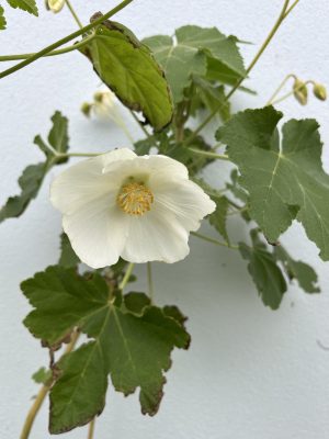 Abutilon vitifolium white