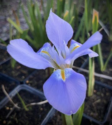 Iris unguicularis