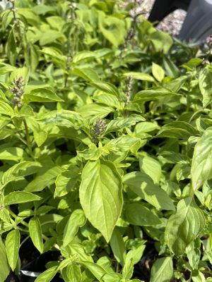 basil mrs burns lemon