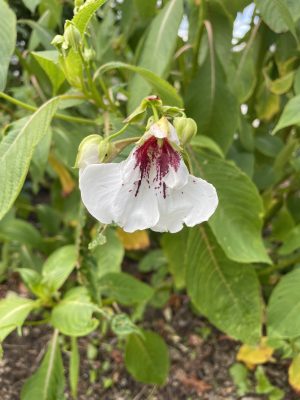 impatiens tinctoria