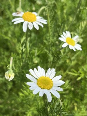 Chamaemelum nobile