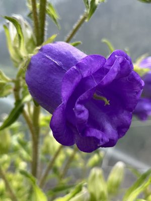 Campanula medium double blue