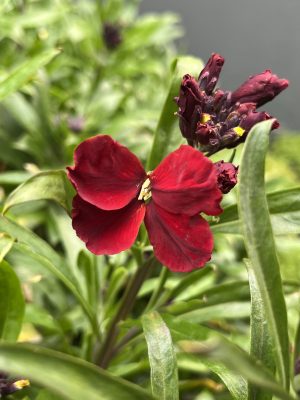 Erysimum vulcan